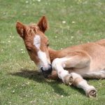 Differences Between a Weanling and a Yearling