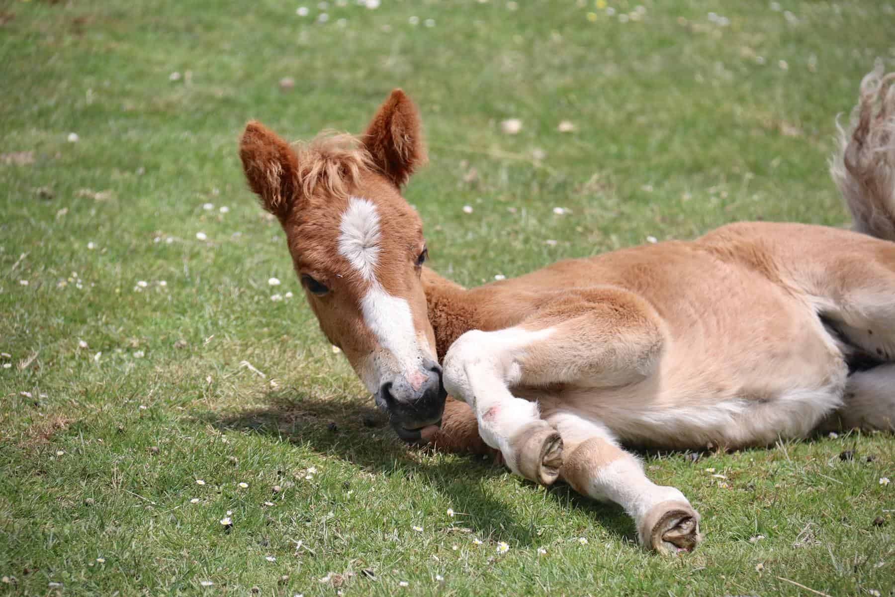 Differences Between a Weanling and a Yearling