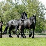 Friesian Horses