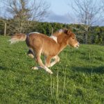 Fun Facts About Miniature Horses