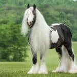 Gypsy Horse