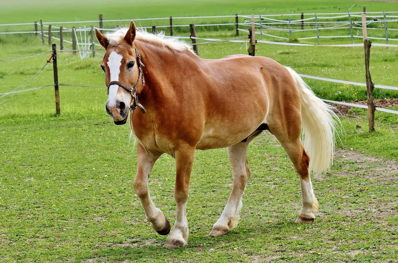 Haflinger Horse