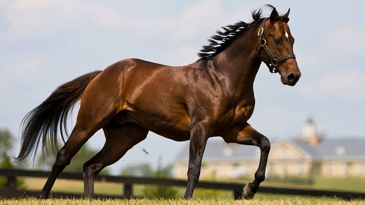 Hanoverian Horse