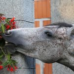 Horse Eating