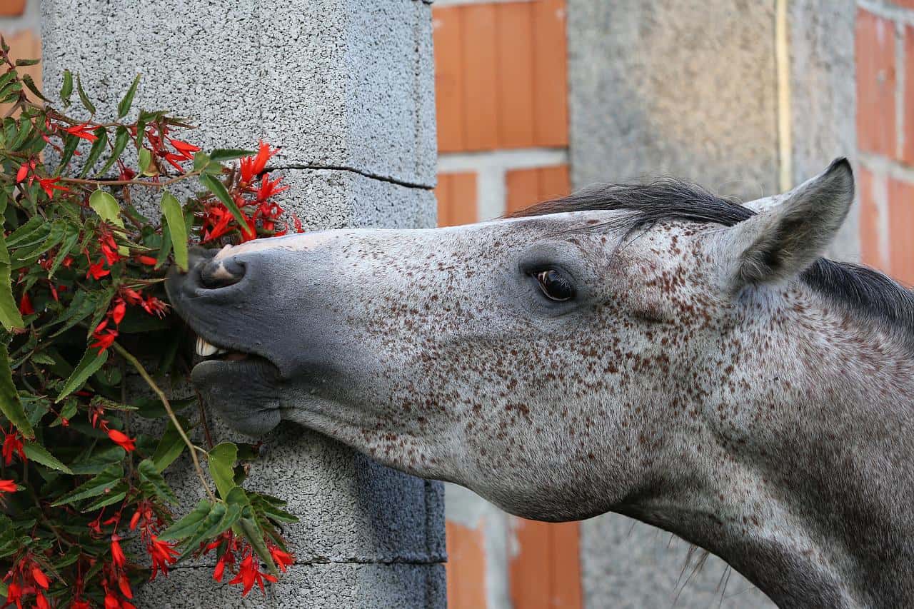 Horse Eating