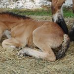 Horse Foal