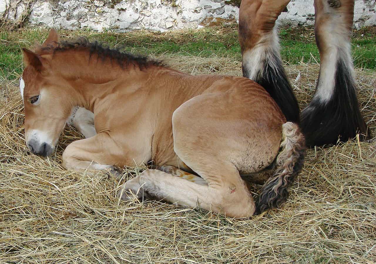 Horse Foal