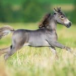 Small horse galloping on green background