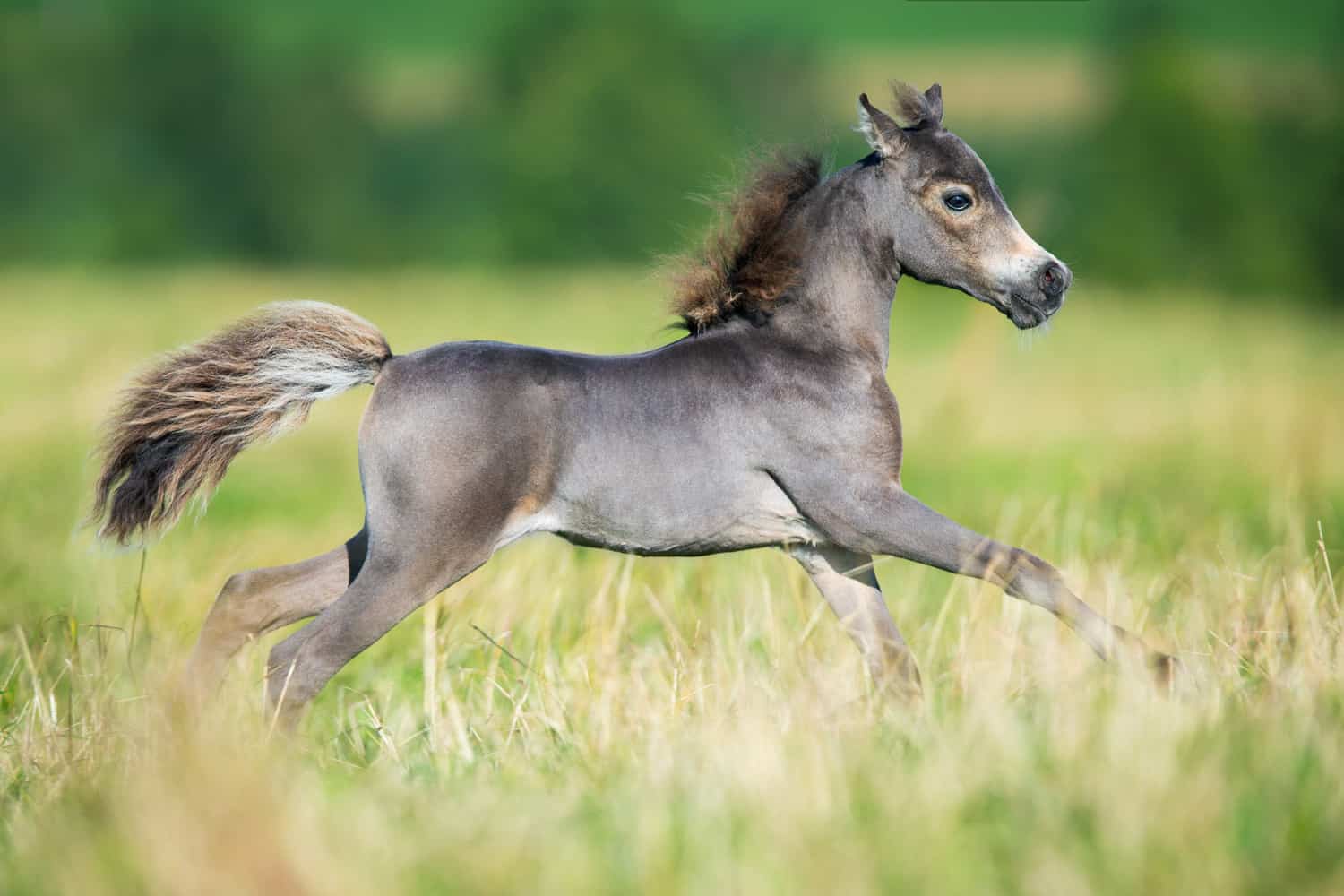 Small horse galloping on green background