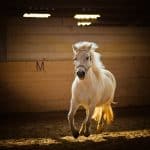 Horsepower horse