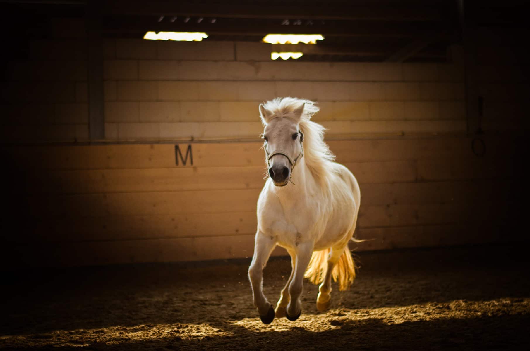 Horsepower horse
