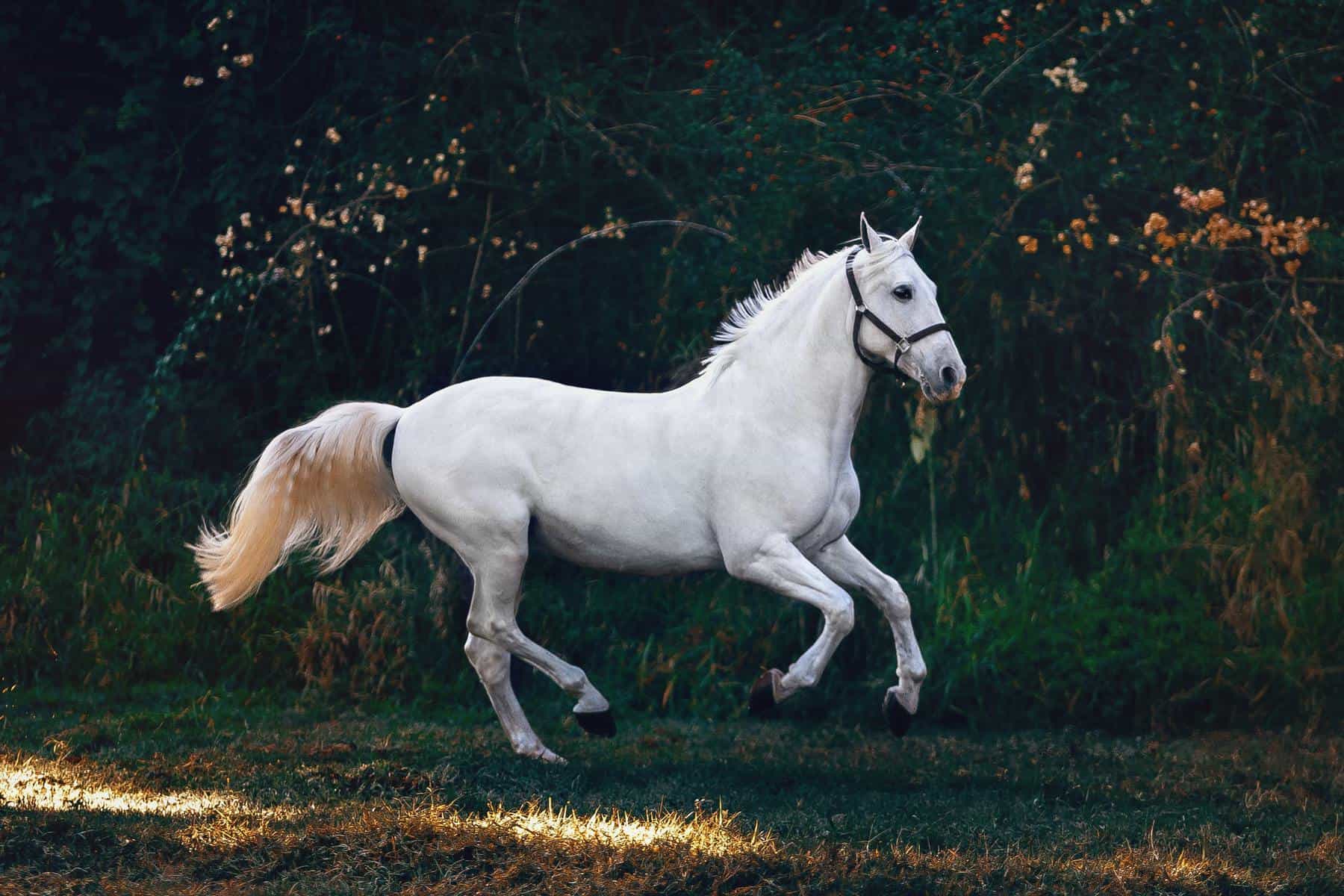 Horses and Horsepower