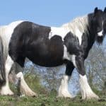 How Much Do Horses Weigh