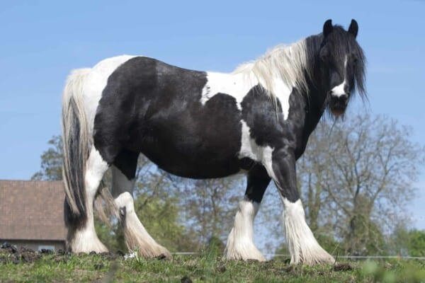How Much Do Horses Weigh