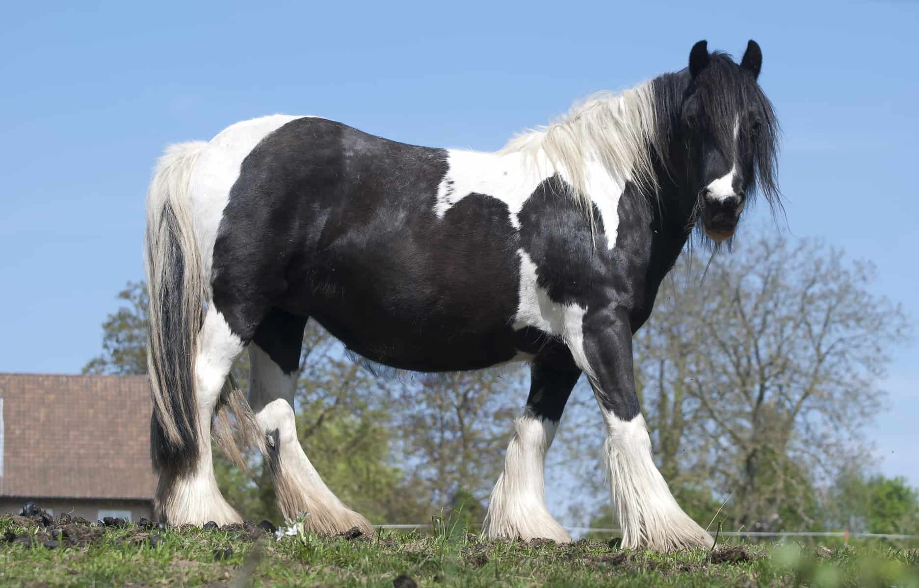How Much Do Horses Weigh