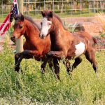 How Much Do Miniature Horses Cost