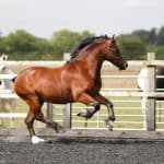 How Much Does a Horse Weigh