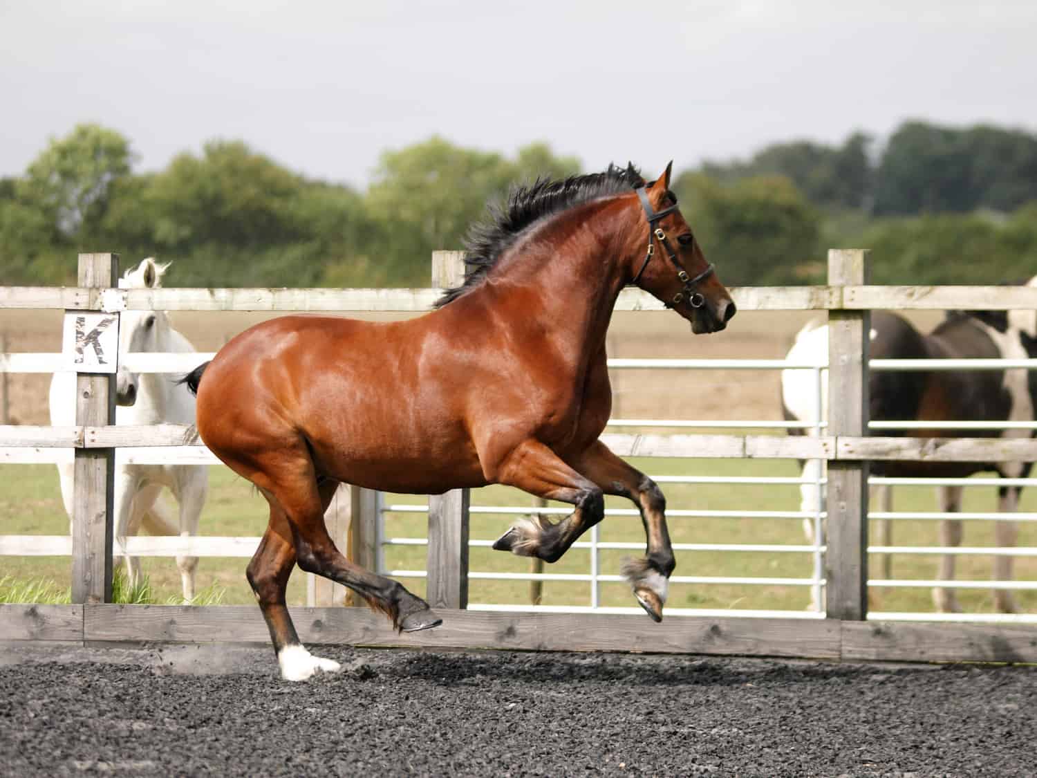 How Much Does a Horse Weigh