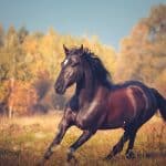 How Much Horsepower Does a Horse Have