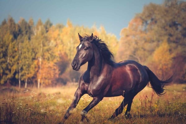 How Much Horsepower Does a Horse Have