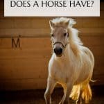 How Much Horsepower Does a Horse Have Pin