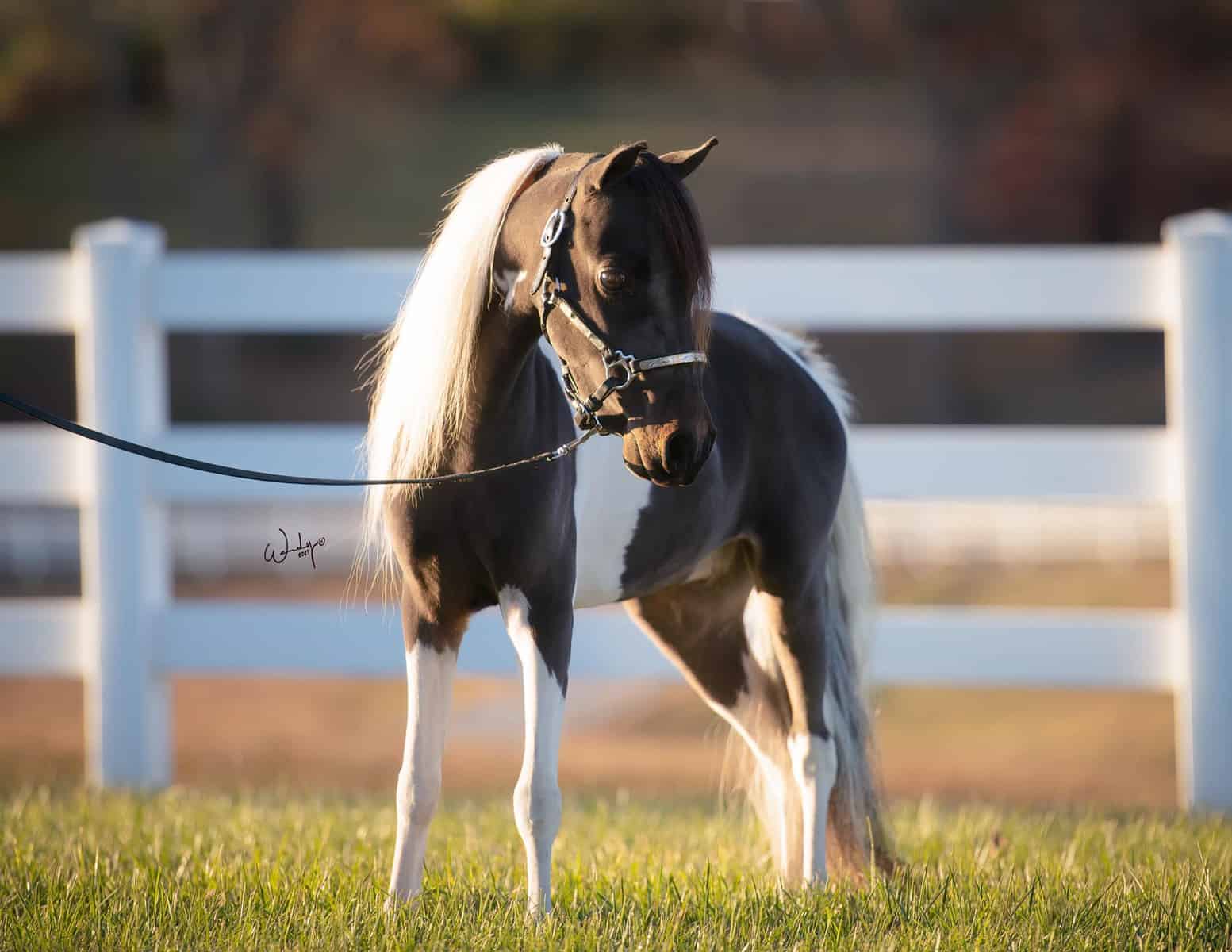 How Small Are Miniature Horses