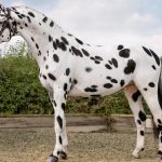 Knabstrupper Horse