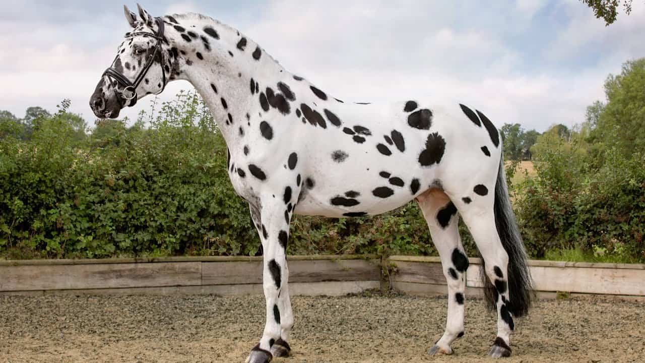 Knabstrupper Horse