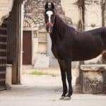 Marwari Horse