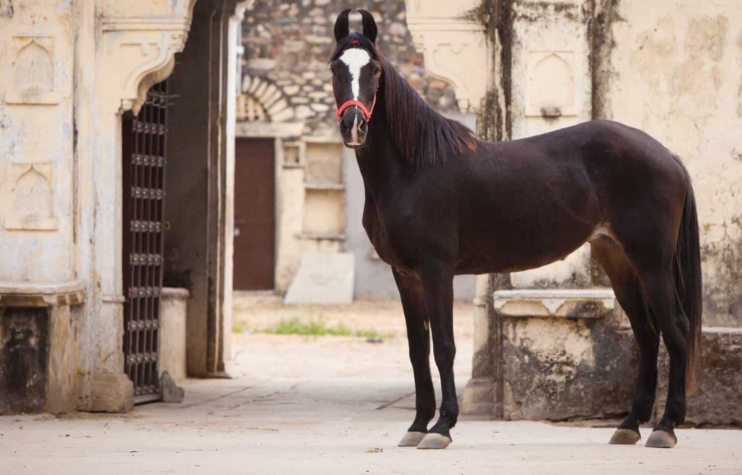 Marwari Horse