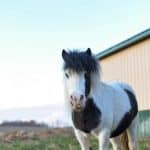 Mini horse