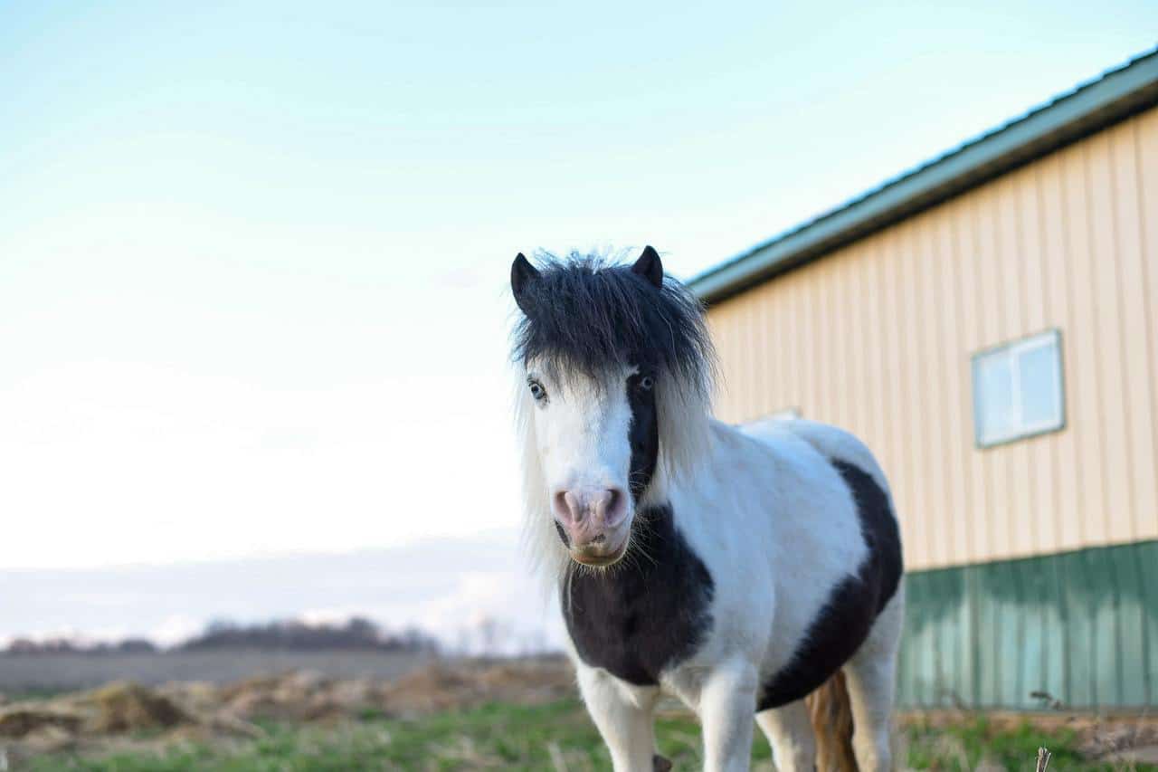 Mini horse