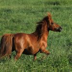 Miniature Horses