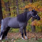 Miniature Horses Appearance