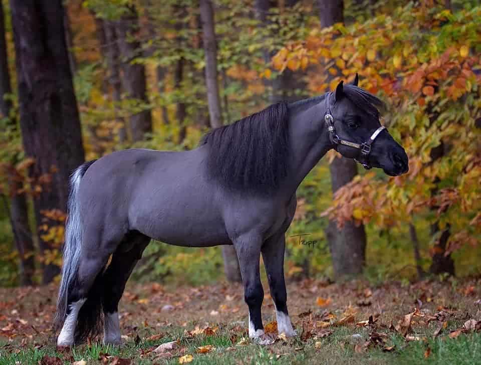 Miniature Horses Appearance