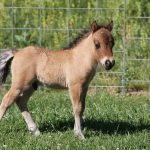 Miniature Horses Grooming