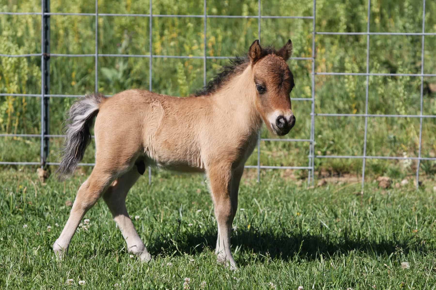 Miniature Horses Grooming