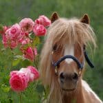 Miniature Horses Health