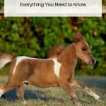 Miniature Horses Pin
