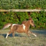 Miniature Horses Typical Behavior
