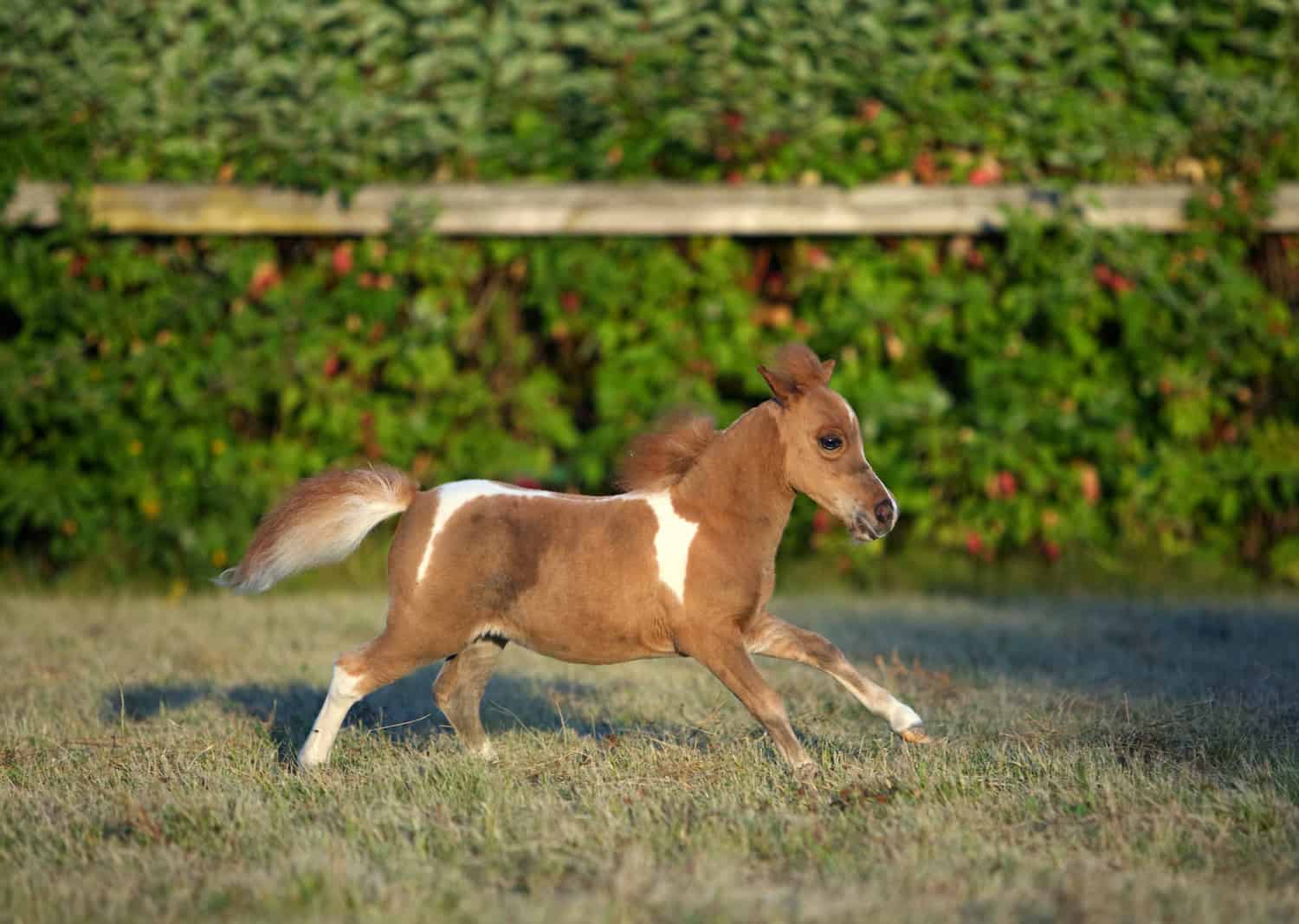 Miniature Horses Typical Behavior