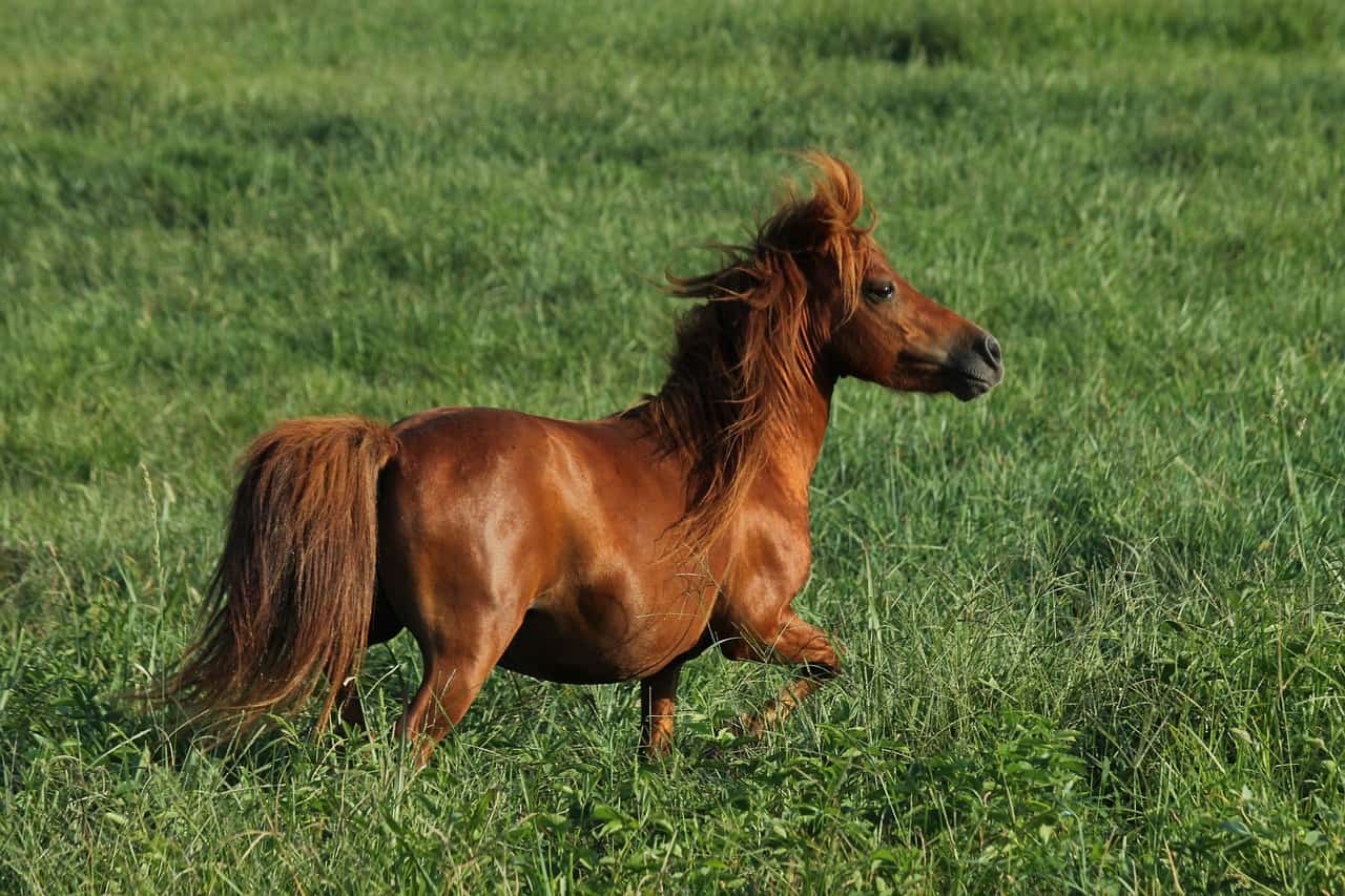 Mini Horse