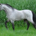Miniature horse stallion