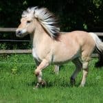 Norwegian Fjord Horse