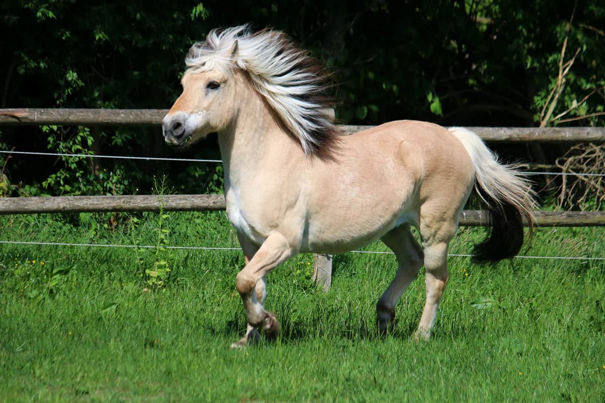 Norwegian Fjord Horse