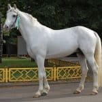 Orlov Trotter Horse