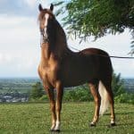 Paso Fino Horse
