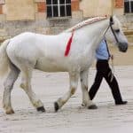 Percheron Horse