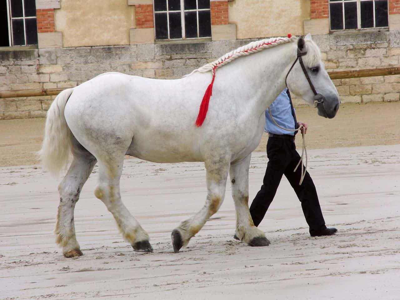 Percheron Horse