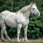 Percheron horse